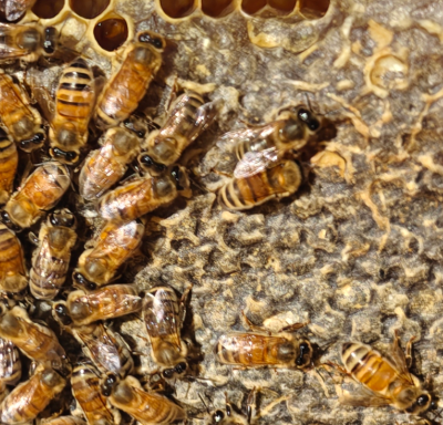 Borg frame inspection