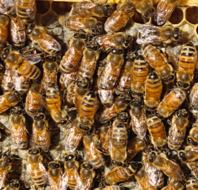 Honey frames from Borg hive