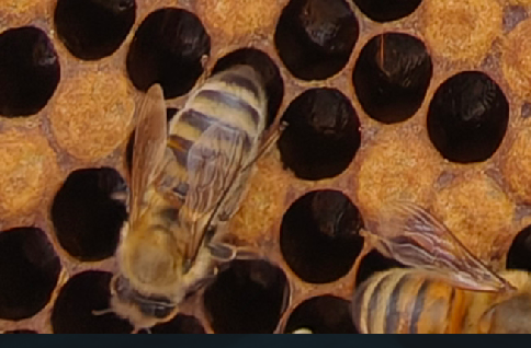 Frigga workers on comb