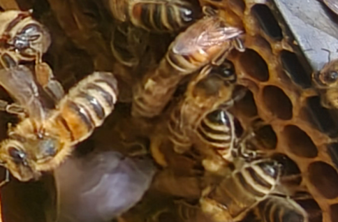 Galadriel frame inspection