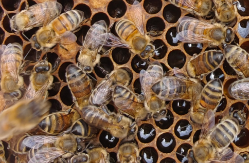 Honey frames from Galadriel hive