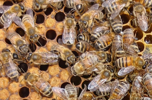 Galadriel workers on comb