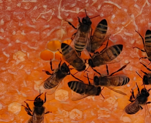 Guinevere frame inspection