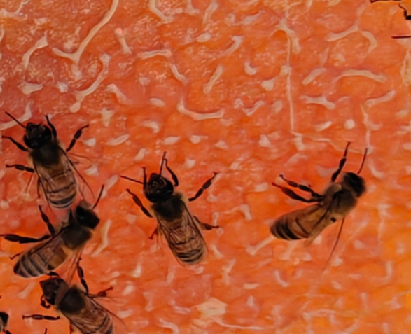 Honey frames from Guinevere hive