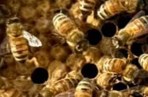 Marlena frame inspection