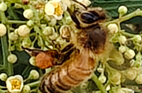 Honey frames from Marlena hive