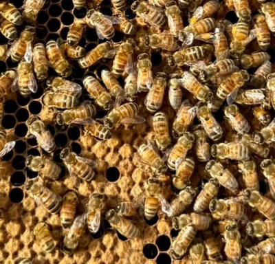 Padmé frame inspection