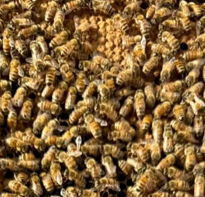 Honey frames from Padmé hive