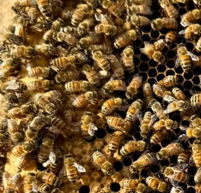 Padmé workers on comb