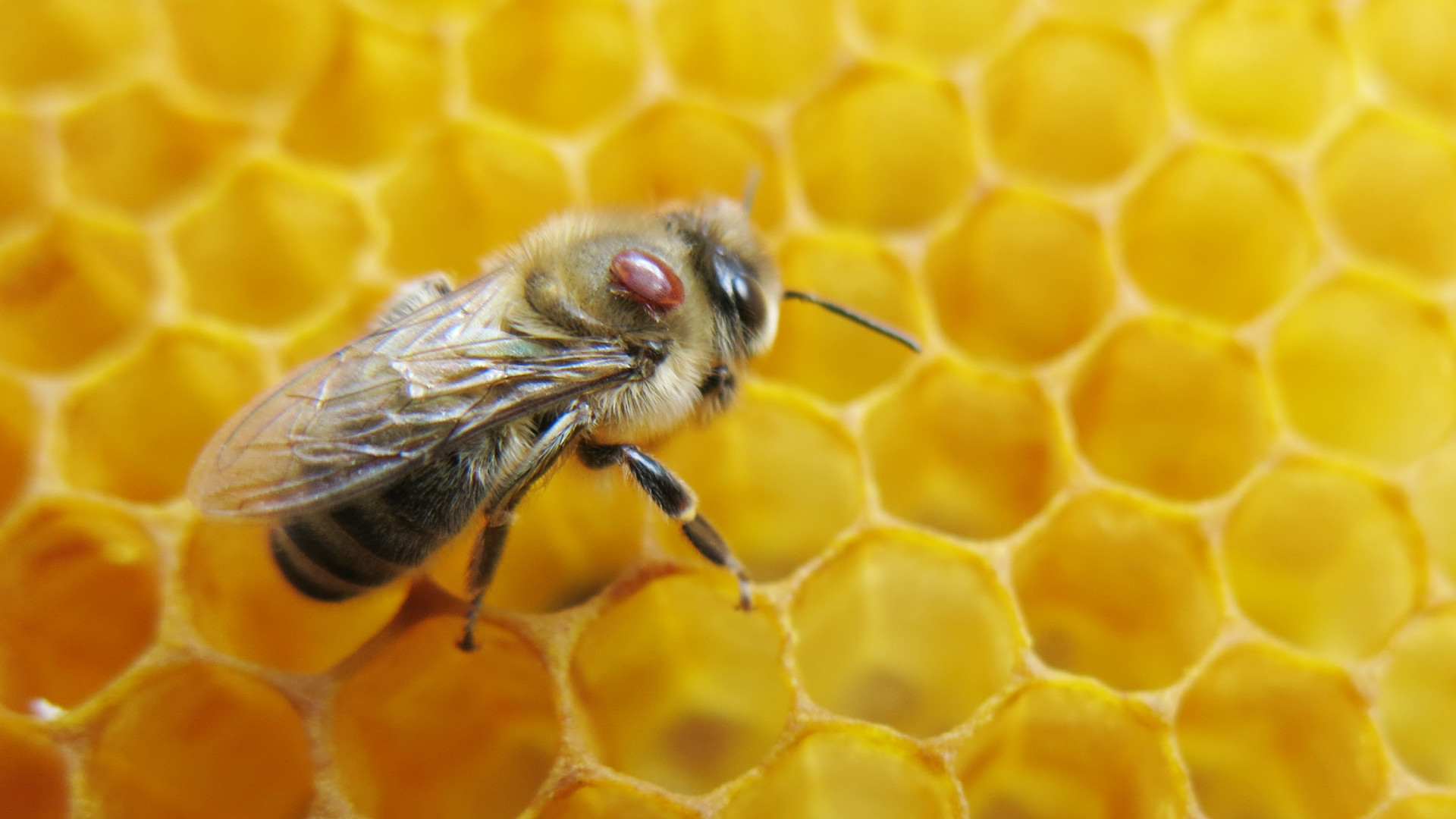 Varroa mite on honeybee